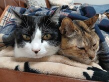 パーソナルサロン レイメリアの雰囲気（人懐っこい猫スタッフも気まぐれに出勤♪苦手な方はお伝え下さい）
