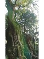 足楽亭&nbsp;熱海で出会った見事な御神木♪神社・自然に触れるのが好きです