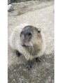 プレンティー 北千住西口店(plenty) 好きな動物3位