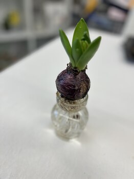 マシュマロハンド/よもぎ蒸し/冷え/むくみ改善