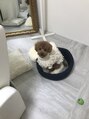 チャイ 大阪上本町店(chai)&nbsp;愛犬のチャイです(o^^o)犬トークしましょう♪