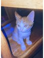 ハラダ(HaRaDa) 猫ちゃん大好きです!