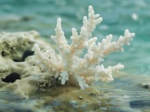 サンゴの力で腸内環境を整えて、白髪予防にも！！