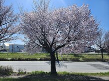 かるる/