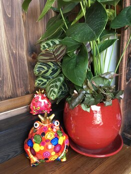 スマイル(Smile)/カエルのお出迎え