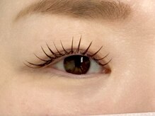 ルピナス 川口(Lupinus)/フラットラッシュ140本