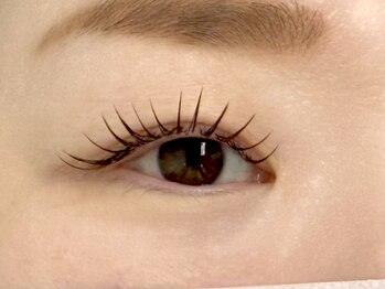 ルピナス 川口(Lupinus)/フラットラッシュ140本