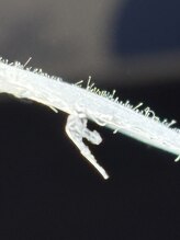 ビューティーサロンエイト(Beauty Salon8)/WAXでつるんとなめらかなお肌