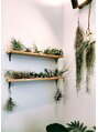 ビバ 島内店(VIVA) 愛でているエアープランツ達。愛情注げば花を咲かせてくれる☆