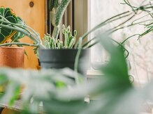 ウェンセン(Wensen.)の雰囲気（最上階の4面彩光で、窓と緑の多い開放的な空間）