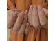ラヤ(RAYA)の写真