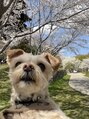 レアンシ(ReAnc) 愛犬を愛してやまないただの親バカです(*´-`)♪