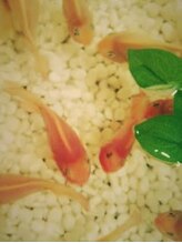 ヒーリングスペースマカプウ烏丸御池店(Healing space makapuu) 花帆