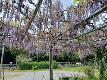 まろみの雰囲気（立派な藤棚。季節によりそれぞれの植物や花が咲いております。）
