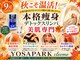 ヨサパーク クレオメ(YOSAPARK Cleome)の写真