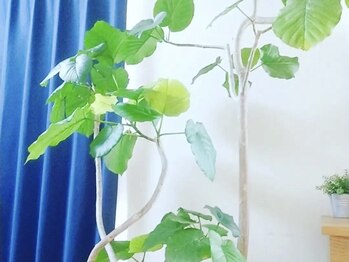 コモレビ(COMOREBI)/元気をもらえる観葉植物♪