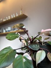 岩川治療院/カウンセリングルームの植物2