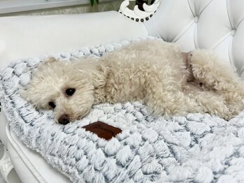 ミランサ ギンザ(MIRANSA GINZA)/看板犬ミラちゃん