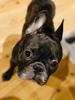 リラクゼーション ルームスー(room SUU)/Pちゃん