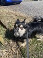 ティアラ(TIARA) チワワを飼って居ます。男の子です。