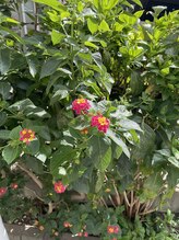 ローヴ 桜新町(Lov)&nbsp;hana 