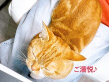 エルネイル(el nail)の雰囲気（看板猫が膝に乗って施術する事も！お好きな方は是非どうぞ！）