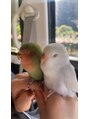 リグ(LIG) 小桜インコ2羽溺愛してます!