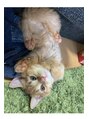 エクラ 朝霞店(eclat) マンチカンの猫がお家にいます♪のあ君に毎日癒されてます！