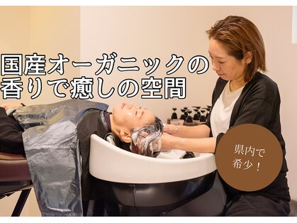 フーラ(B.hoola)の写真