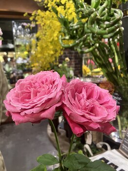 リリーボワ(LillyBois)/バラ