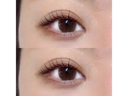 ネリネ(Nerine)の写真