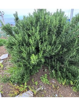 オポノポノ(hoponopono)/足湯に使用しているローズマリー