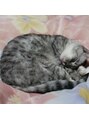 ココア整体 岐阜店(cocoa整体) 猫は寝姿を見るのが好き♪【岐阜/産後骨盤矯正】