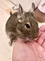 フーワ(fu～wa)&nbsp;愛しいペットのデグーのきくらげ（♀）です！