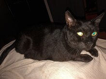 リセットステーション/クロちゃん