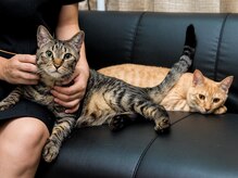 アトリエ ホミィ/別室に猫がいます。