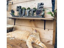 ヒュッテ(Hutte)/ヒュッテと愉快な仲間たち