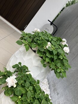 アイラッシュサロン グレイ(eyelush salon gray.)/