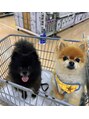 スリー(THREE) 愛犬のポメラニアン達です^ ^ブログにも度々、登場しています！