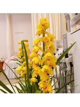 ドクターユウフク アンド 優福(Dr.yufuku)&nbsp;蘭 蘭