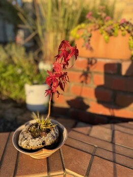 ルミエール(Lumieru)/Lumieru