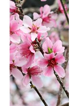 タイ古式マッサージ ワイガーデン目黒東口店&nbsp;池田 (東＆西口)