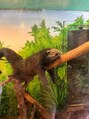 王様の昼寝 市川店&nbsp;伊豆の動物園で出会ったビントロングです。可愛いですよね。