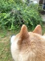 ミューズ(Muse) SNSで柴犬を見るのが至福の時間♪