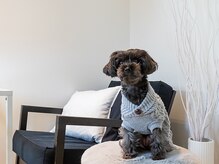 看板犬がお出迎えします♪