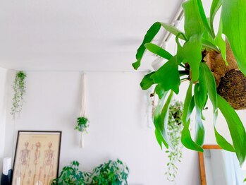 整体サロン イチ(ICHI)/天井からの植物に癒されます。