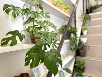 アイバランス(i-BALANCE)/店内植物1