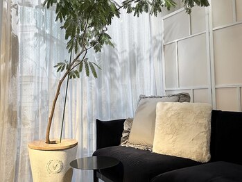 自然美人/観葉植物エバーフレッシュ