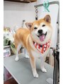 サロンドアート(salon de ART) 自宅で飼っている銀(ぎん)ちゃんです♪