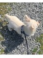 ココン(cocon)&nbsp;愛犬のチワワ☆癒しです(*^^*)